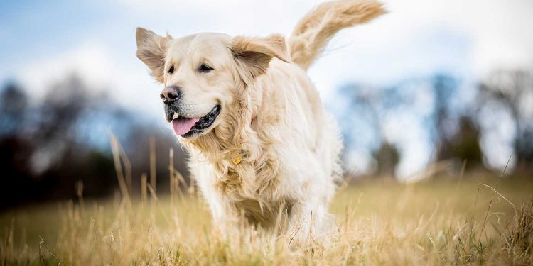 Hübscher Golden Retriever läuft über eine Wiese